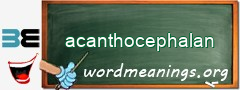 WordMeaning blackboard for acanthocephalan